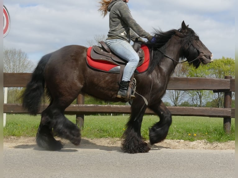 Cob Irlandese / Tinker / Gypsy Vanner Giumenta 8 Anni 146 cm Baio nero in Lathen