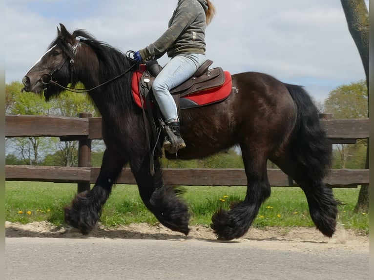 Cob Irlandese / Tinker / Gypsy Vanner Giumenta 8 Anni 146 cm Baio nero in Lathen