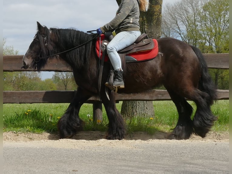 Cob Irlandese / Tinker / Gypsy Vanner Giumenta 8 Anni 146 cm Baio nero in Lathen