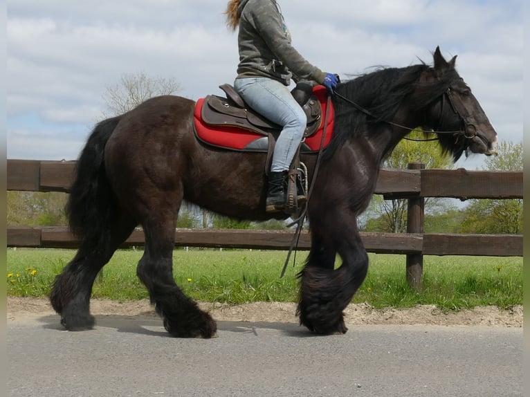 Cob Irlandese / Tinker / Gypsy Vanner Giumenta 8 Anni 146 cm Baio nero in Lathen