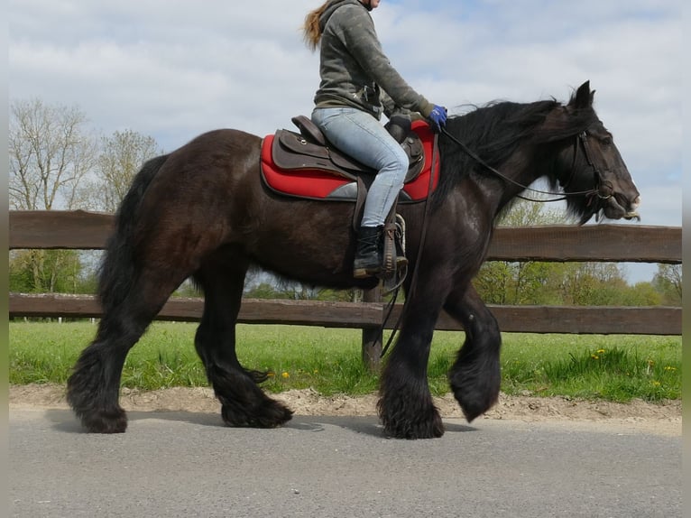 Cob Irlandese / Tinker / Gypsy Vanner Giumenta 8 Anni 146 cm Baio nero in Lathen