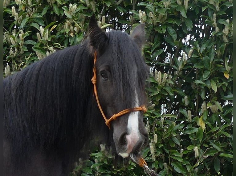 Cob Irlandese / Tinker / Gypsy Vanner Giumenta 8 Anni 146 cm Baio nero in Lathen