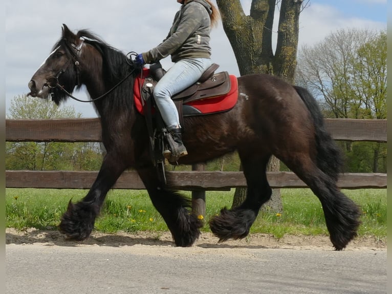 Cob Irlandese / Tinker / Gypsy Vanner Giumenta 8 Anni 146 cm Baio nero in Lathen