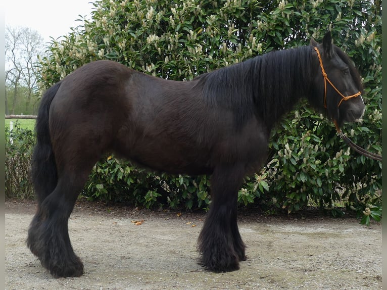 Cob Irlandese / Tinker / Gypsy Vanner Giumenta 8 Anni 146 cm Baio nero in Lathen