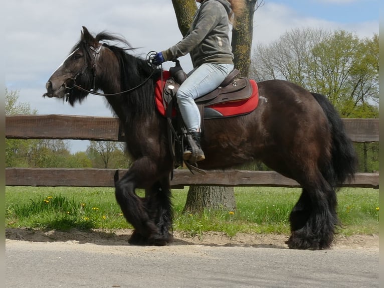 Cob Irlandese / Tinker / Gypsy Vanner Giumenta 8 Anni 146 cm Baio nero in Lathen