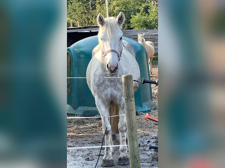 Cob Irlandese / Tinker / Gypsy Vanner Giumenta 8 Anni 150 cm Grigio pezzato in Norderstedt