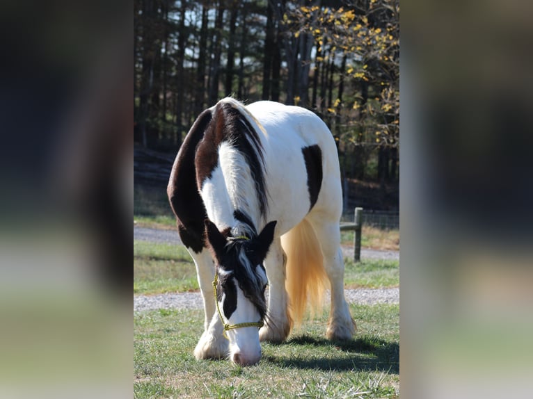 Cob Irlandese / Tinker / Gypsy Vanner Giumenta 8 Anni 150 cm in Beach City, OH