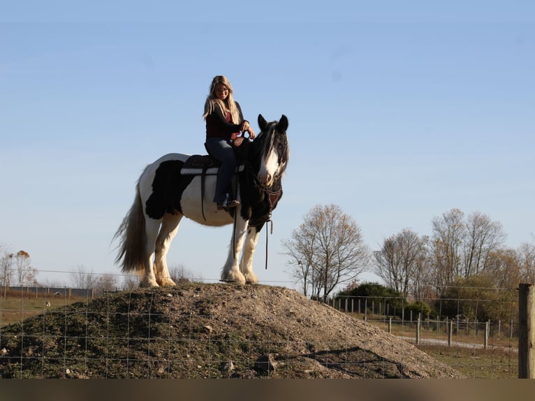 Cob Irlandese / Tinker / Gypsy Vanner Giumenta 8 Anni 150 cm in Beach City, OH