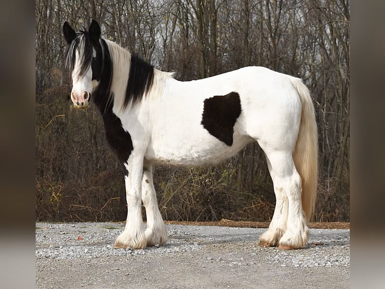 Cob Irlandese / Tinker / Gypsy Vanner Giumenta 8 Anni 150 cm in Beach City, OH