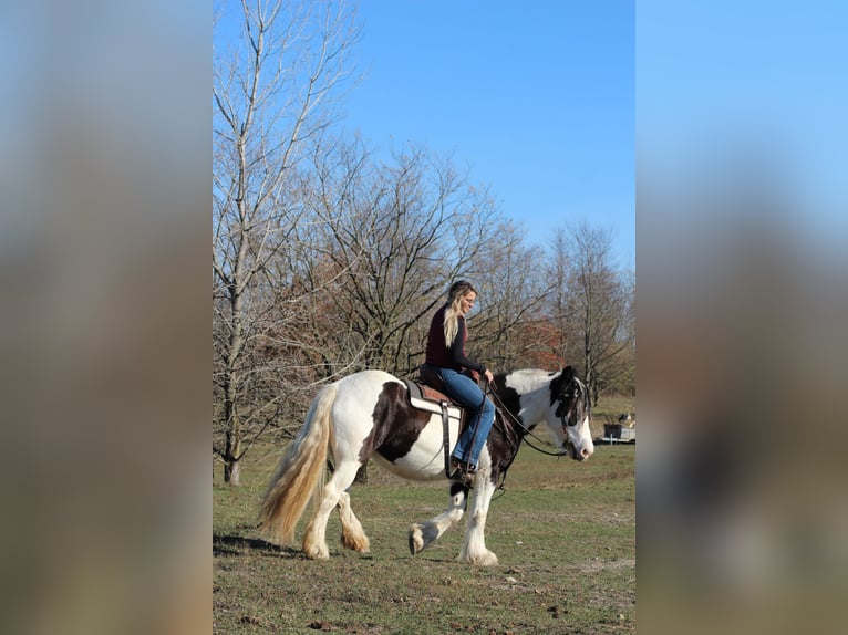 Cob Irlandese / Tinker / Gypsy Vanner Giumenta 8 Anni 150 cm in Beach City, OH