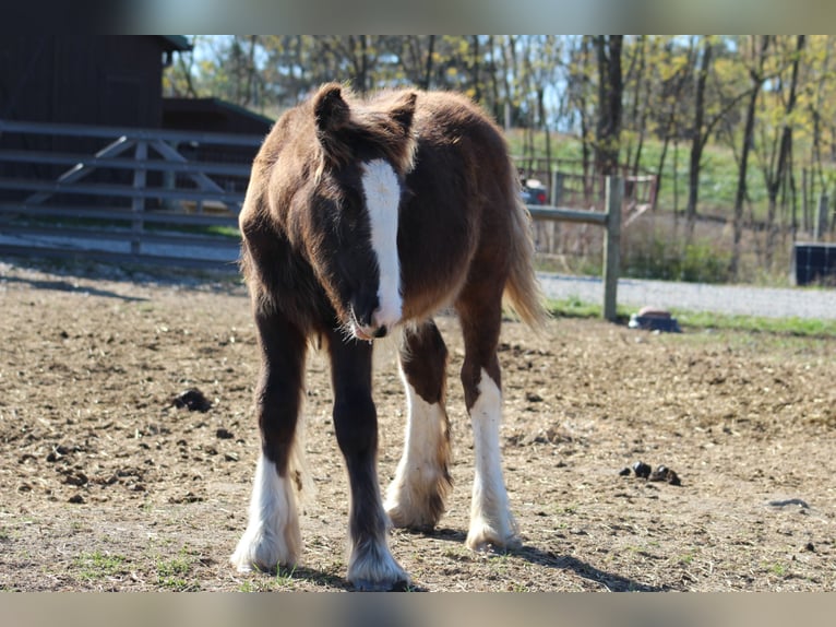 Cob Irlandese / Tinker / Gypsy Vanner Giumenta 8 Anni 150 cm in Beach City, OH