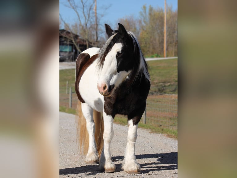 Cob Irlandese / Tinker / Gypsy Vanner Giumenta 8 Anni 150 cm in Beach City, OH