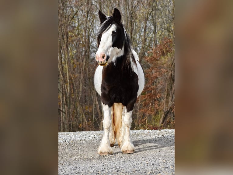 Cob Irlandese / Tinker / Gypsy Vanner Giumenta 8 Anni 150 cm in Beach City, OH