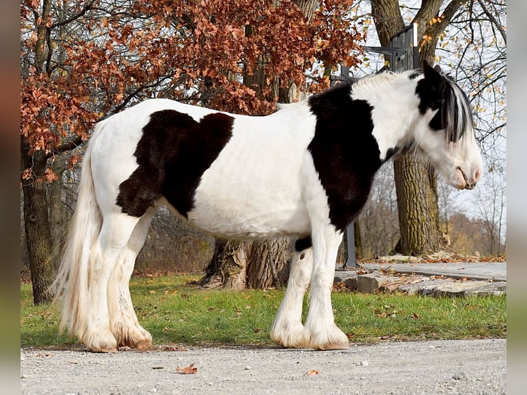 Cob Irlandese / Tinker / Gypsy Vanner Giumenta 8 Anni 150 cm in Beach City, OH