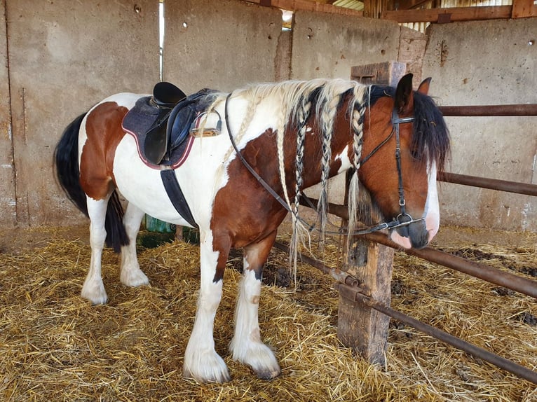 Cob Irlandese / Tinker / Gypsy Vanner Giumenta 8 Anni 154 cm Pezzato in Nordhausen