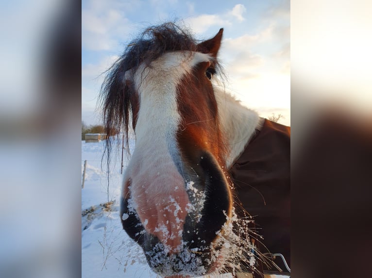 Cob Irlandese / Tinker / Gypsy Vanner Giumenta 8 Anni 154 cm Pezzato in Nordhausen