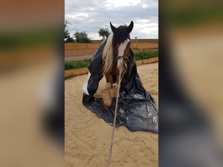 Cob Irlandese / Tinker / Gypsy Vanner Giumenta 8 Anni 154 cm Pezzato in Nordhausen