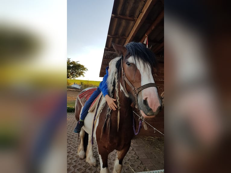 Cob Irlandese / Tinker / Gypsy Vanner Giumenta 8 Anni 154 cm Pezzato in Nordhausen