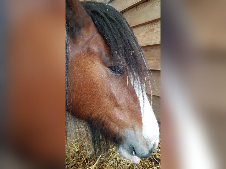 Cob Irlandese / Tinker / Gypsy Vanner Giumenta 8 Anni 154 cm Pezzato in Nordhausen