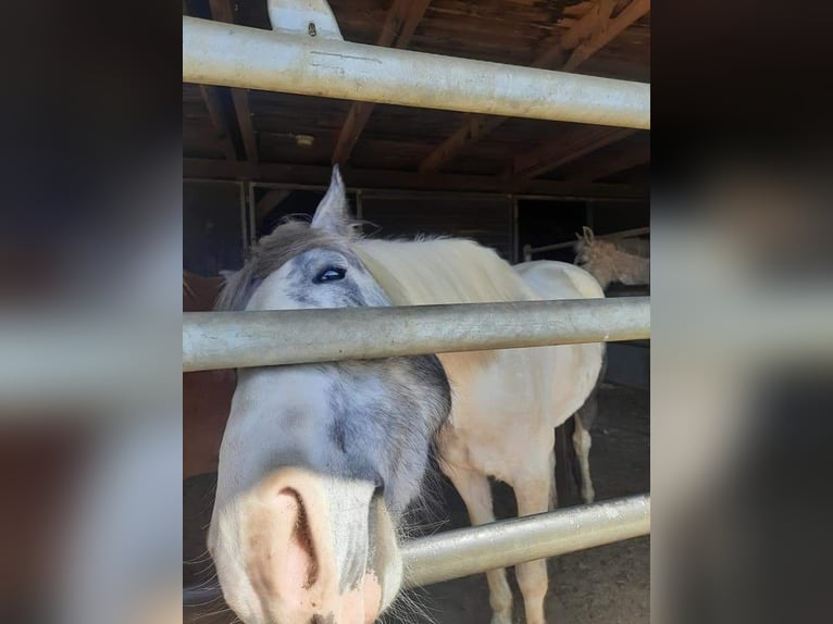 Cob Irlandese / Tinker / Gypsy Vanner Mix Giumenta 8 Anni 155 cm Grigio in Pölfing Brunn