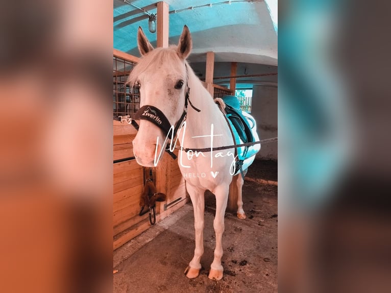 Cob Irlandese / Tinker / Gypsy Vanner Mix Giumenta 8 Anni 155 cm Grigio in Pölfing Brunn