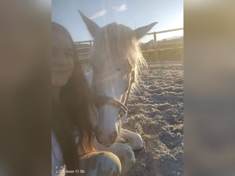 Cob Irlandese / Tinker / Gypsy Vanner Mix Giumenta 8 Anni 155 cm Grigio in Pölfing Brunn