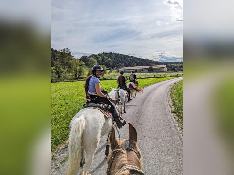 Cob Irlandese / Tinker / Gypsy Vanner Mix Giumenta 8 Anni 155 cm Grigio in Pölfing Brunn