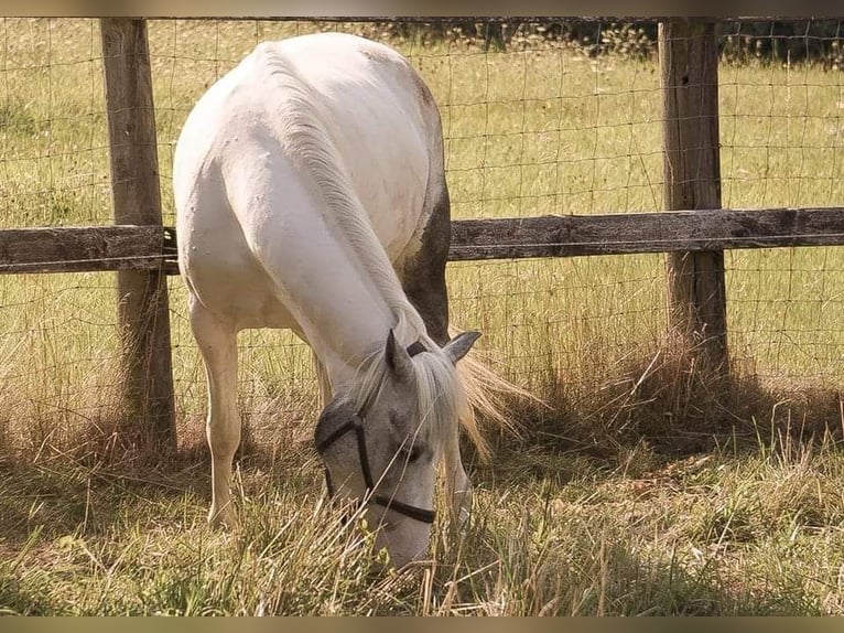 Cob Irlandese / Tinker / Gypsy Vanner Mix Giumenta 8 Anni 155 cm Grigio in Pölfing Brunn