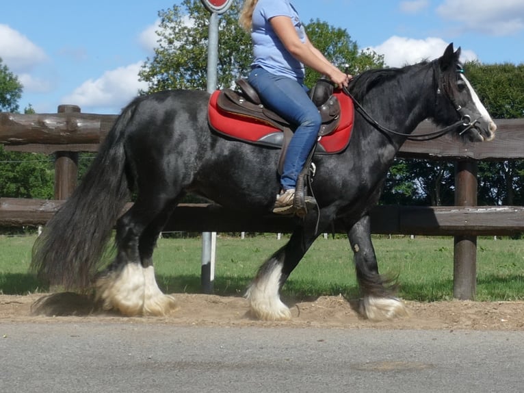 Cob Irlandese / Tinker / Gypsy Vanner Giumenta 9 Anni 129 cm Morello in Lathen