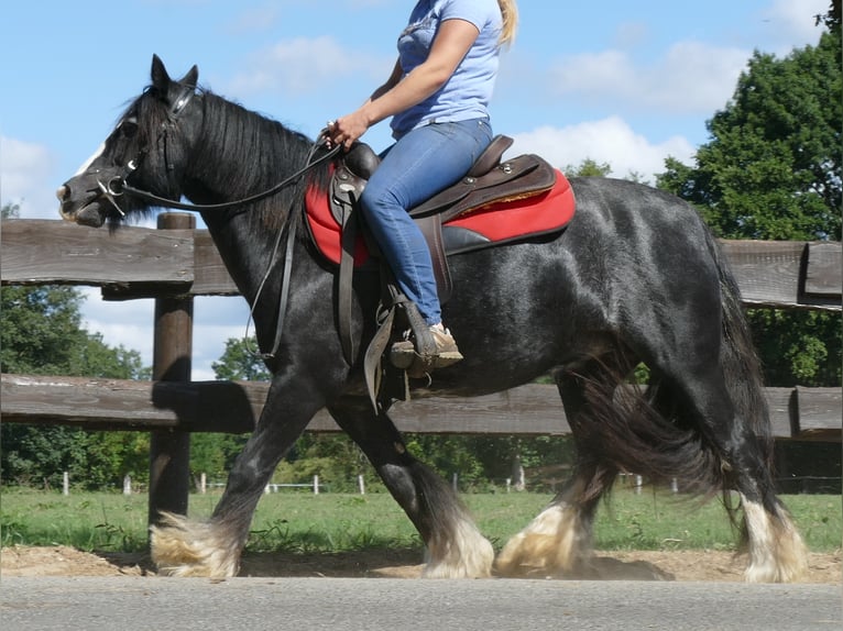 Cob Irlandese / Tinker / Gypsy Vanner Giumenta 9 Anni 129 cm Morello in Lathen