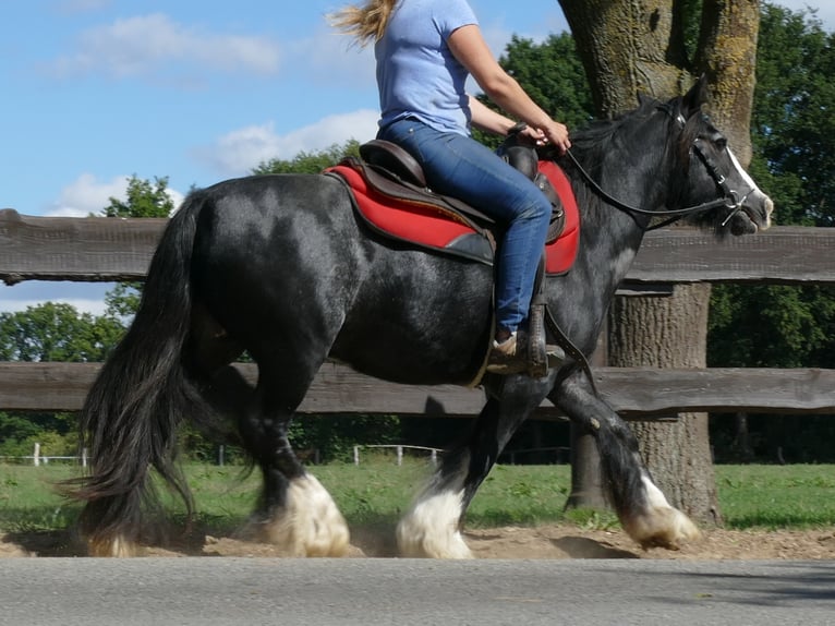 Cob Irlandese / Tinker / Gypsy Vanner Giumenta 9 Anni 129 cm Morello in Lathen