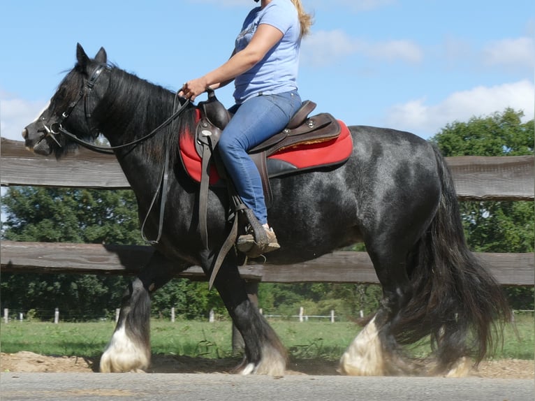 Cob Irlandese / Tinker / Gypsy Vanner Giumenta 9 Anni 129 cm Morello in Lathen