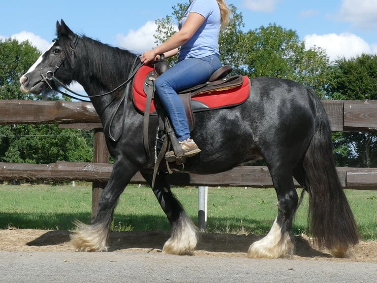 Cob Irlandese / Tinker / Gypsy Vanner Giumenta 9 Anni 129 cm Morello in Lathen