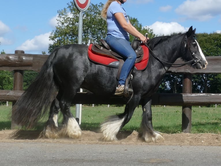 Cob Irlandese / Tinker / Gypsy Vanner Giumenta 9 Anni 129 cm Morello in Lathen