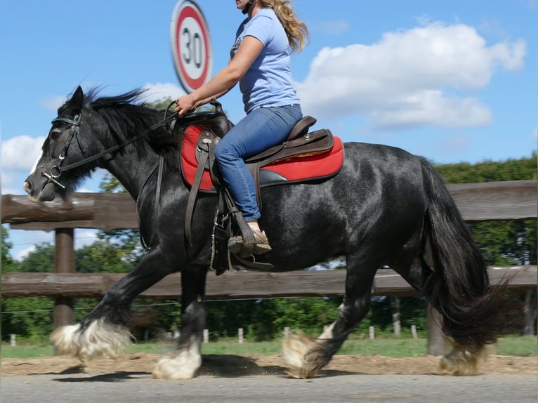 Cob Irlandese / Tinker / Gypsy Vanner Giumenta 9 Anni 129 cm Morello in Lathen