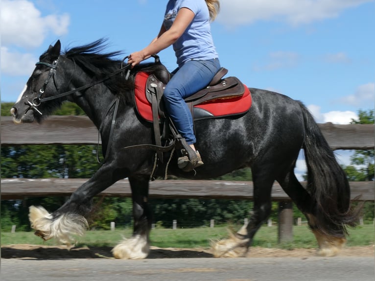 Cob Irlandese / Tinker / Gypsy Vanner Giumenta 9 Anni 129 cm Morello in Lathen