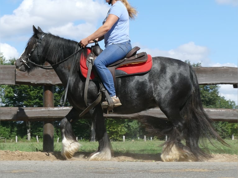 Cob Irlandese / Tinker / Gypsy Vanner Giumenta 9 Anni 129 cm Morello in Lathen