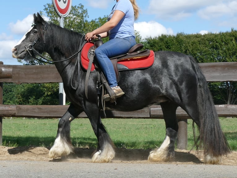 Cob Irlandese / Tinker / Gypsy Vanner Giumenta 9 Anni 129 cm Morello in Lathen