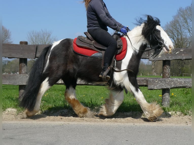 Cob Irlandese / Tinker / Gypsy Vanner Giumenta 9 Anni 129 cm Pezzato in Lathen