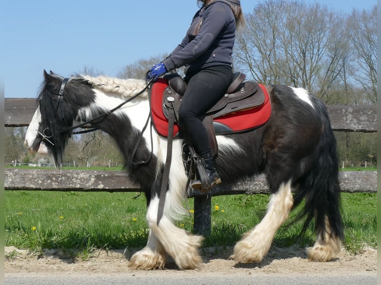 Cob Irlandese / Tinker / Gypsy Vanner Giumenta 9 Anni 129 cm Pezzato in Lathen