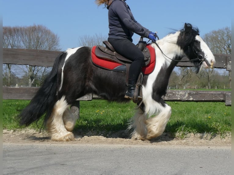 Cob Irlandese / Tinker / Gypsy Vanner Giumenta 9 Anni 129 cm Pezzato in Lathen