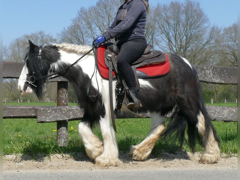 Cob Irlandese / Tinker / Gypsy Vanner Giumenta 9 Anni 129 cm Pezzato in Lathen