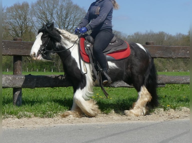 Cob Irlandese / Tinker / Gypsy Vanner Giumenta 9 Anni 129 cm Pezzato in Lathen