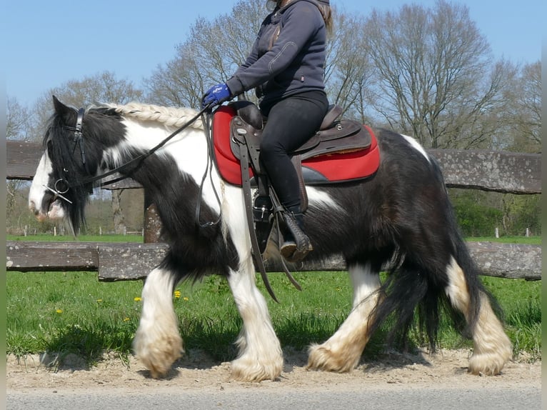 Cob Irlandese / Tinker / Gypsy Vanner Giumenta 9 Anni 129 cm Pezzato in Lathen