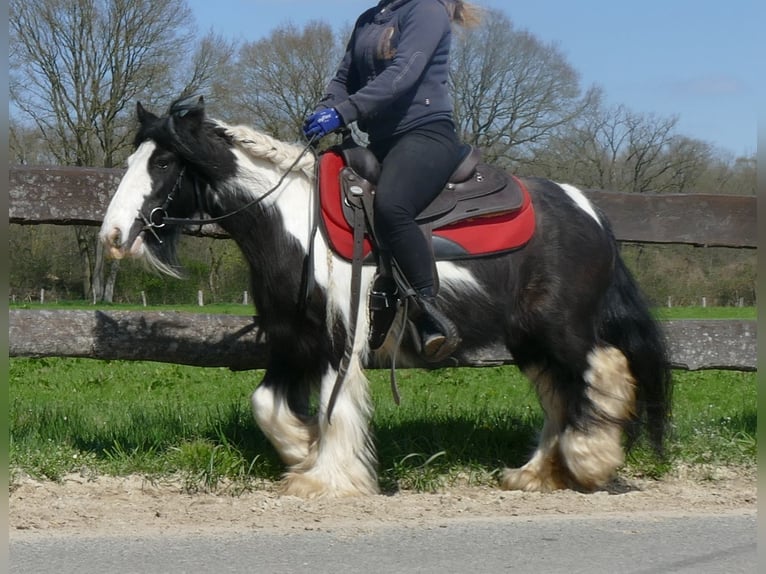 Cob Irlandese / Tinker / Gypsy Vanner Giumenta 9 Anni 129 cm Pezzato in Lathen