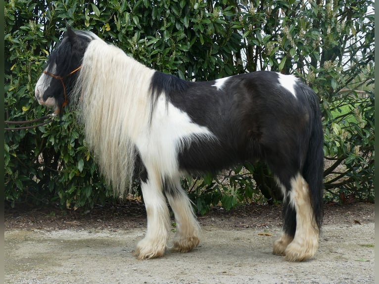 Cob Irlandese / Tinker / Gypsy Vanner Giumenta 9 Anni 129 cm Pezzato in Lathen