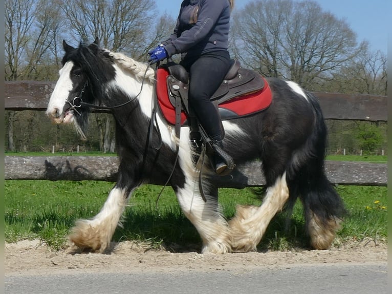 Cob Irlandese / Tinker / Gypsy Vanner Giumenta 9 Anni 129 cm Pezzato in Lathen