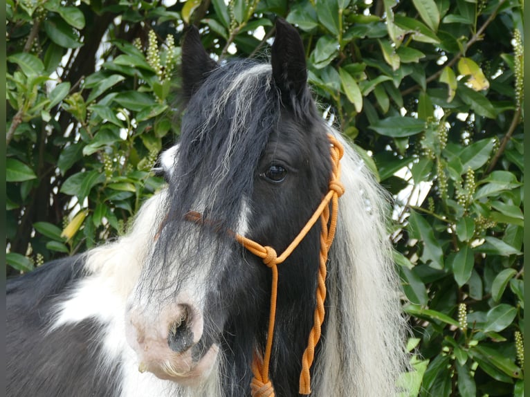 Cob Irlandese / Tinker / Gypsy Vanner Giumenta 9 Anni 129 cm Pezzato in Lathen