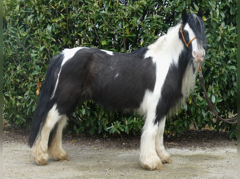 Cob Irlandese / Tinker / Gypsy Vanner Giumenta 9 Anni 129 cm Pezzato in Lathen