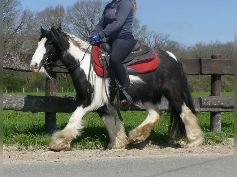 Cob Irlandese / Tinker / Gypsy Vanner Giumenta 9 Anni 129 cm Pezzato in Lathen